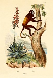 Aloe Vera, 1833-39 by French School